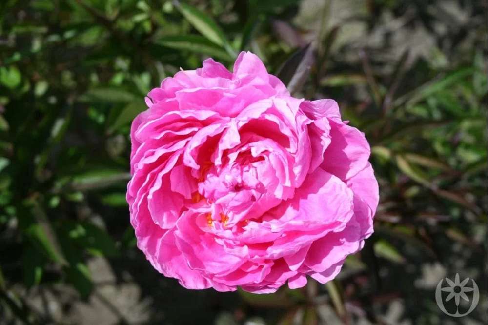 Pæon 'Alexander Fleming'